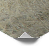 Poster A17 Young Pronghorn Antelope (Coin)