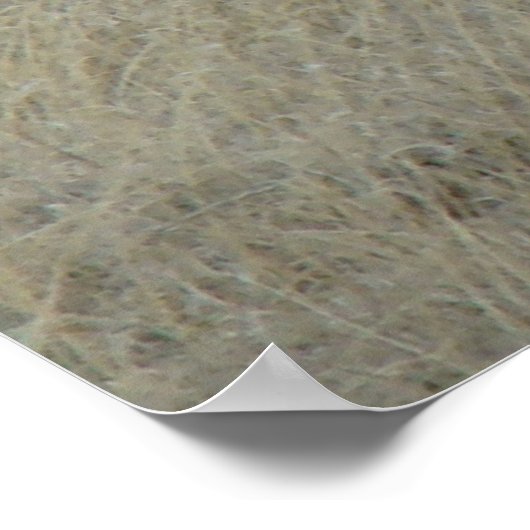 Poster A17 Young Pronghorn Antelope (Coin)