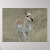 Poster A17 Young Pronghorn Antelope (Devant)