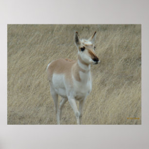 Poster A17 Young Pronghorn Antelope