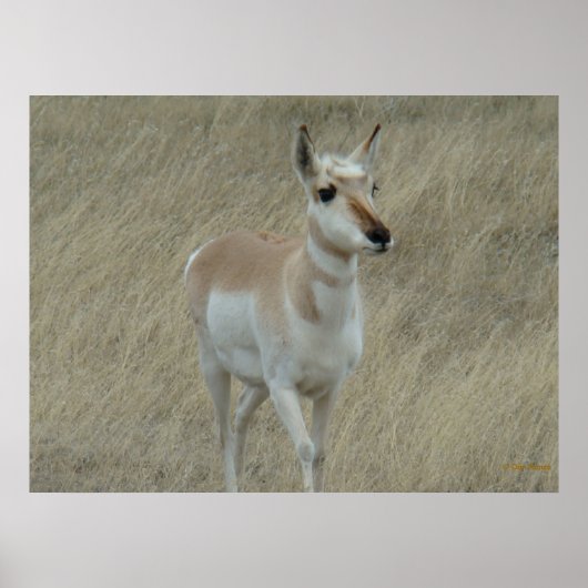 Poster A17 Young Pronghorn Antelope (Devant)