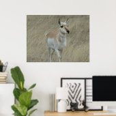 Poster A17 Young Pronghorn Antelope (Bureau à domicile)