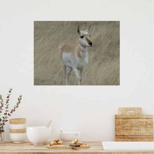 Poster A17 Young Pronghorn Antelope (Cuisine)