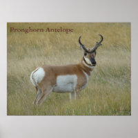 A1 Pronghorn Antelope Big Buck