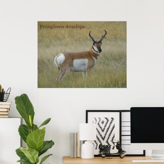 Poster A1 Pronghorn Antelope Big Buck (Bureau à domicile)
