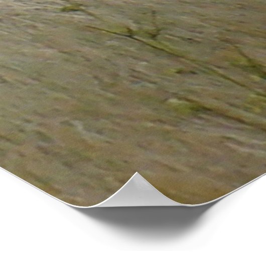 Poster A22 Pronghorn Antelope Big Buck (Coin)