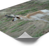 Poster A26 Pronghorn Antelope Buck (Coin)