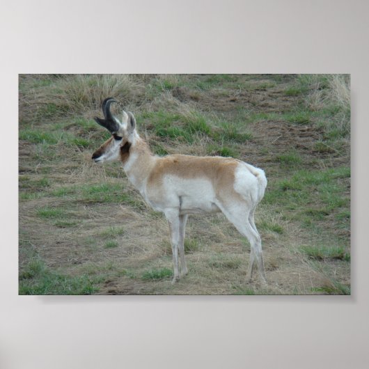 Poster A26 Pronghorn Antelope Buck (Devant)