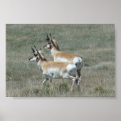 Poster A27 Pronghorn Antelope Young Bucks (Devant)