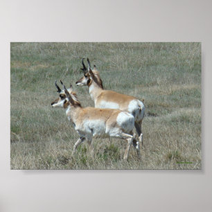 Poster A27 Pronghorn Antelope Young Bucks