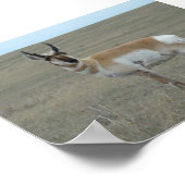 Poster A28 Pronghorn Antelope Young Buck (Coin)