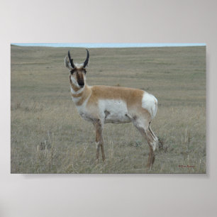 Poster A28 Pronghorn Antelope Young Buck
