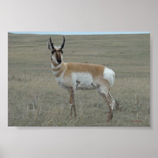 Poster A28 Pronghorn Antelope Young Buck (Devant)