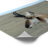 Poster A29 Pronghorn Antelope Young Buck Head Profile (Coin)