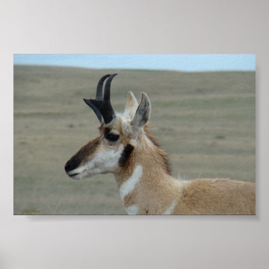 Poster A29 Pronghorn Antelope Young Buck Head Profile (Devant)