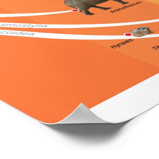 Poster A2 Evolution de la Paenungulata (Coin)