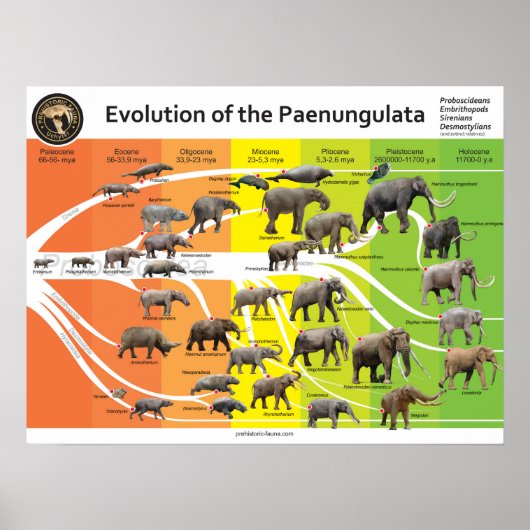 Poster A2 Evolution de la Paenungulata (Devant)