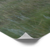 Poster A2 Pronghorn Antelope (Coin)