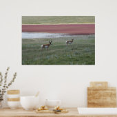 Poster A2 Pronghorn Antelope (Cuisine)