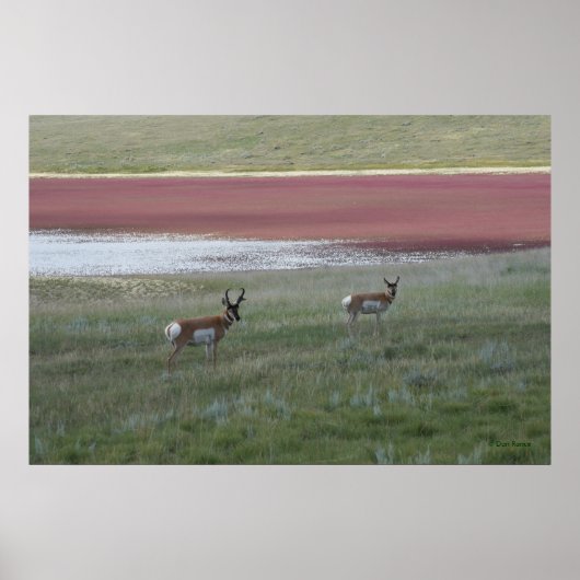Poster A2 Pronghorn Antelope (Devant)