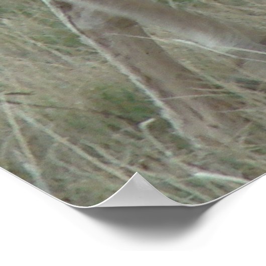 Poster A32 Pronghorn Antelope Buck (Coin)