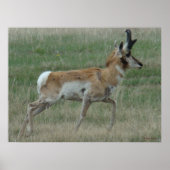 Poster A32 Pronghorn Antelope Buck (Devant)