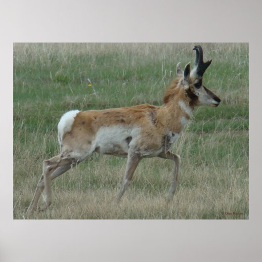 Poster A32 Pronghorn Antelope Buck (Devant)
