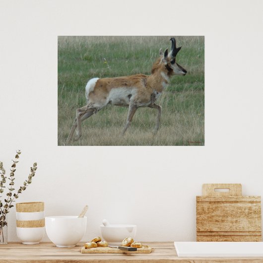 Poster A32 Pronghorn Antelope Buck (Cuisine)
