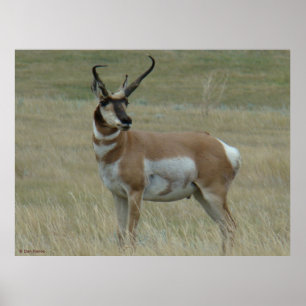 Poster A37 Pronghorn Antelope