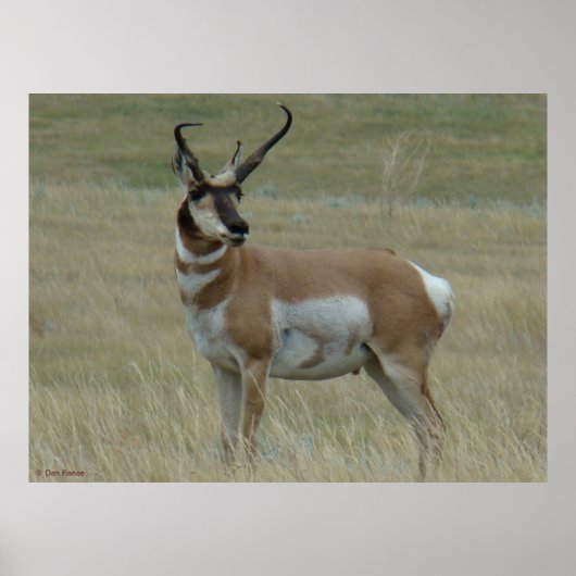 Poster A37 Pronghorn Antelope (Devant)