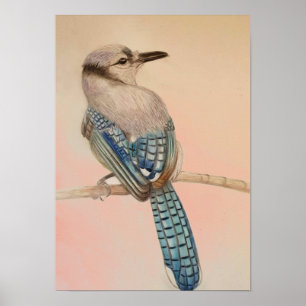 Poster A3 Beau dessin au crayon bleu Jay