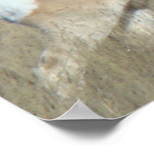 Poster A44 Pronghorn Antelope Buck (Coin)