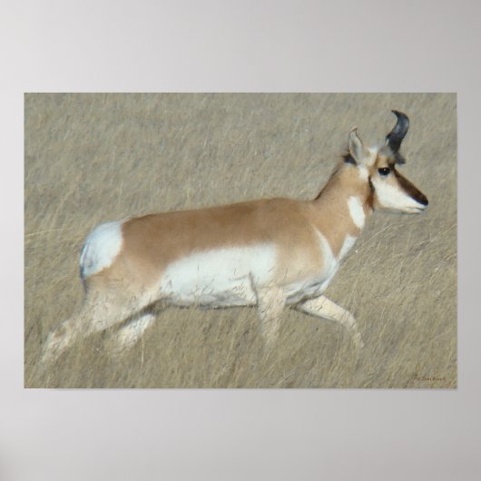 Poster A44 Pronghorn Antelope Buck (Devant)