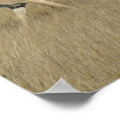 Poster A45 Pronghorn Antelope Bucks (Coin)