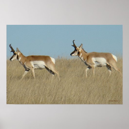 Poster A45 Pronghorn Antelope Bucks (Devant)