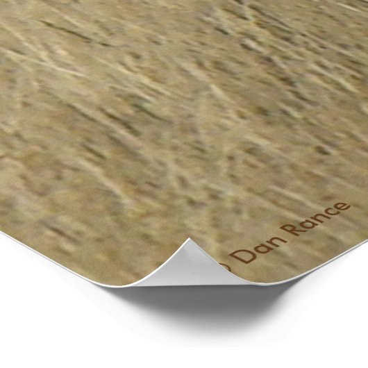 Poster A46 Pronghorn Antelope (Coin)