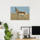 Poster A46 Pronghorn Antelope (Bureau à domicile)