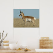 Poster A46 Pronghorn Antelope (Cuisine)