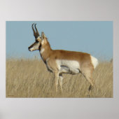 Poster A46 Pronghorn Antelope (Devant)