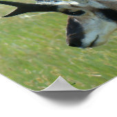 Poster A47 Pronghorn Antelope Big Buck Head Profile (Coin)