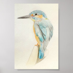 Poster A4 Beau dessin au crayon de Martin-pêcheur Imprime