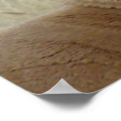 Poster A5 Pronghorn Antelope Big Buck Head Shot (Coin)