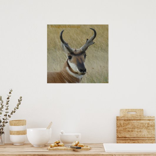 Poster A5 Pronghorn Antelope Big Buck Head Shot (Cuisine)