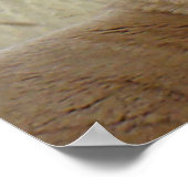 Poster A5 Pronghorn Antelope Big Buck Head Shot (Coin)