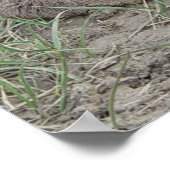 Poster A6 Baby Pronghorn Antelope (Coin)