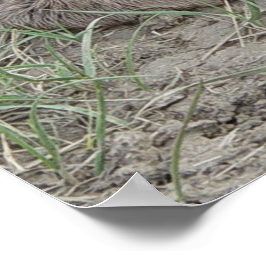 Poster A6 Baby Pronghorn Antelope (Coin)