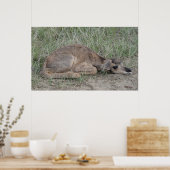 Poster A6 Baby Pronghorn Antelope (Cuisine)