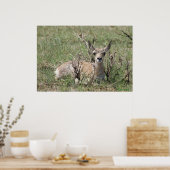 Poster A7 Baby Pronghorn Antelope Tête vers le haut (Cuisine)