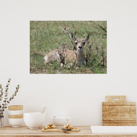 Poster A7 Baby Pronghorn Antelope Tête vers le haut (Cuisine)