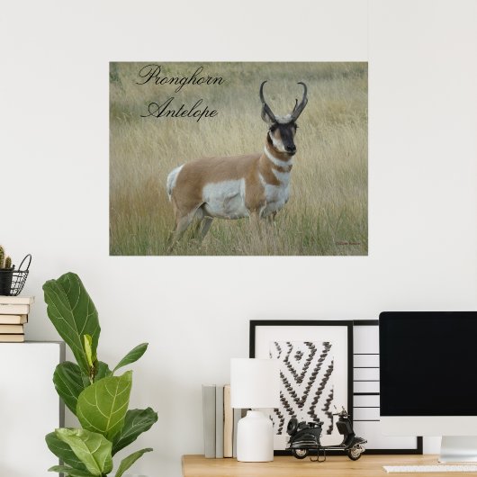 Poster A8 Pronghorn Antelope (Bureau à domicile)